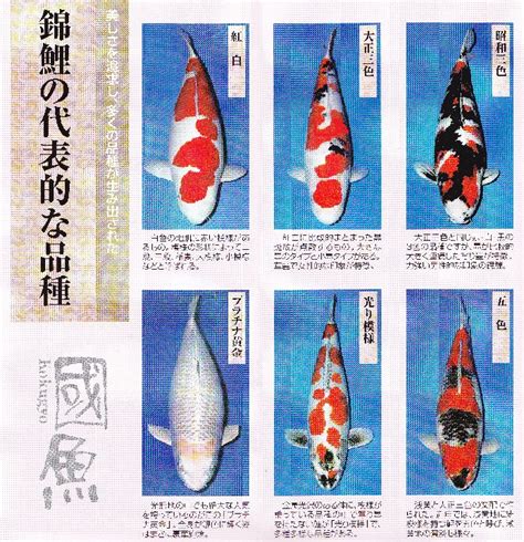 日本錦鯉品種
